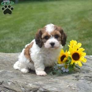 Flower, Cavachon Puppy